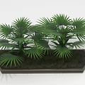 Lush Green Palm Plants With Fan-Shaped Leaves In Black Hexagonal Planter