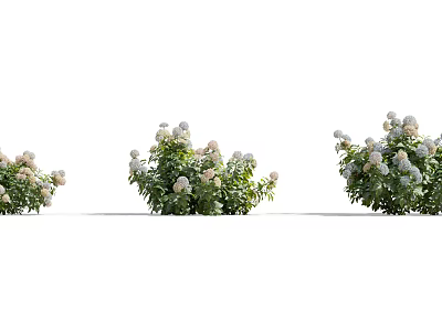 Beautiful Flowering Shrubs With White Blooms And Lush Green Foliage In Garden 3d model