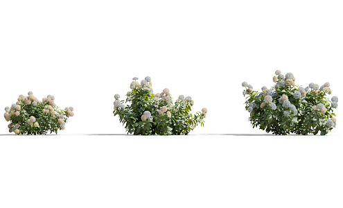 Modern shrubs 3d model