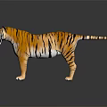 Tiger Model With Orange Fur And Black Stripes Standing On Black Background With Reflection 3d model