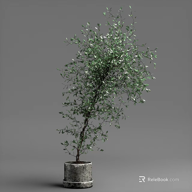 Beautiful Lush Green Bonsai Plant In Decorative Pot For Indoor Decoration 3d model 