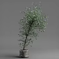 Beautiful Lush Green Bonsai Plant In Decorative Pot For Indoor Decoration