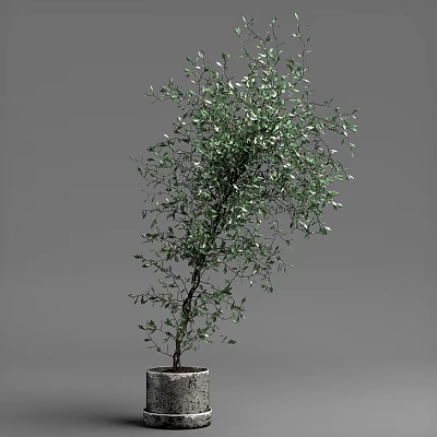 Beautiful Lush Green Bonsai Plant In Decorative Pot For Indoor Decoration 3d model