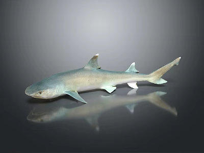 Grayish Blue Shark Model With Lifelike Details On Dark Reflective Background 3d model