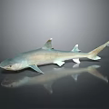Grayish Blue Shark Model With Lifelike Details On Dark Reflective Background