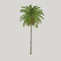 Tall Palm Tree With Green Feathery Fronds And Straight Trunk