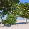 Lush Arboreal Trees with Green Leaves and Orange Fruits in Various Sizes and Shadows