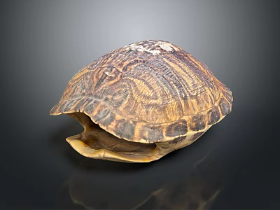 Open Turtle Shell With Detailed Brownish Patterns And Natural Texture 3d model