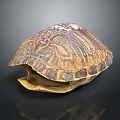 Open Turtle Shell With Detailed Brownish Patterns And Natural Texture 3d model