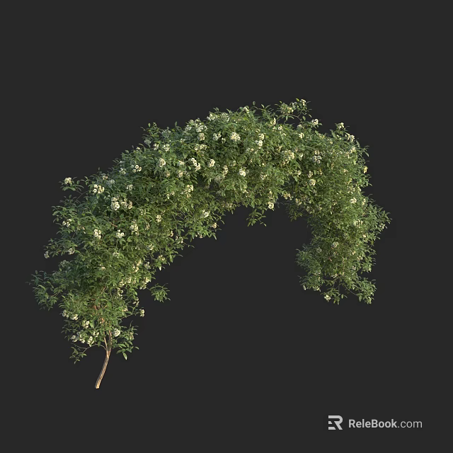 Green Vine with White Flowers Forming Arch Shape and Lush Foliage 3d model 