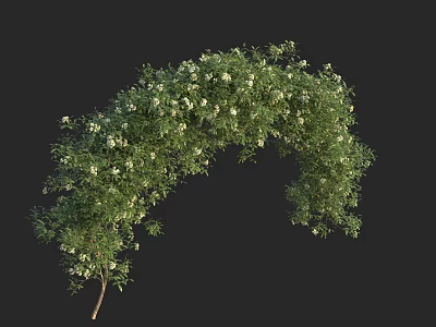Green Vine with White Flowers Forming Arch Shape and Lush Foliage 3d model