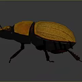 Yellow and Brown Beetle with Shiny Hard Shell and Black Legs on Dark Background