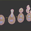modern cell division asexual reproduction 3d model