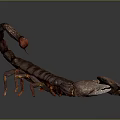Realistic Brown Scorpion with Large Claws and Segmented Exoskeleton on Dark Surface 3d model