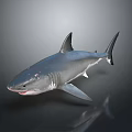 Great White Shark With Gray Body Open Mouth And Dorsal Fin On Dark Background