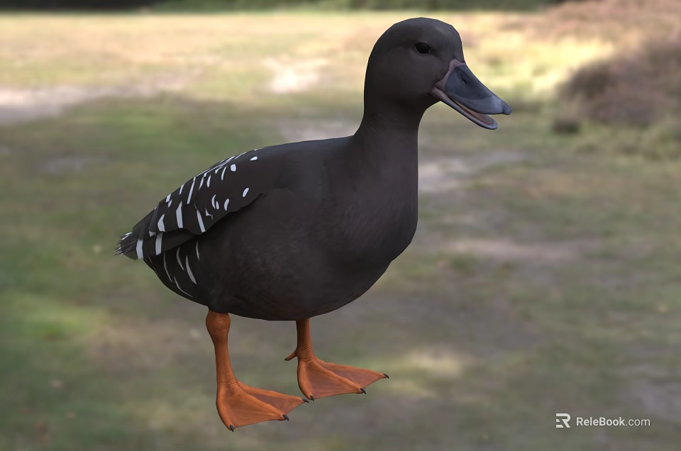 Black Duck With White Spotted Wings And Orange Feet Standing On Grassland 3d model 