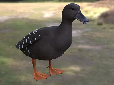 Black Duck With White Spotted Wings And Orange Feet Standing On Grassland 3d model