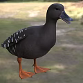 Black Duck With White Spotted Wings And Orange Feet Standing On Grassland