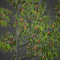 Beautiful Pink Cherry Blossom Tree For Spring Themed Food Presentation