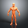 Muscular Male 3D Model Figure Standing With Orange Color And Human Anatomy