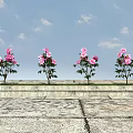 Four Pink Flower Plants With Green Leaves Arranged On Stone Ground Against Blue Sky With Clouds