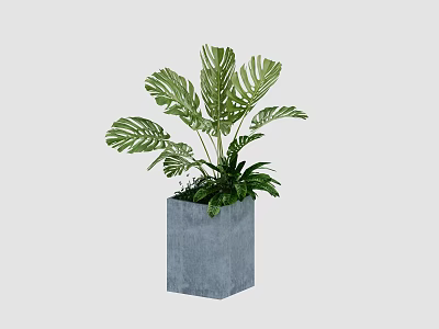 Indoor Potted Bonsai Plant with Large Green Leaves in Gray Square Pot 3d model