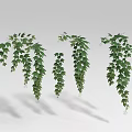 Lush Green Hanging Vines Featuring Dense Foliage And Natural Growth