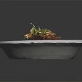Braised Meat With Red Sauce Broccoli Crispy Shreds And Turnip On White Plate