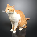 Orange and White Cat Sitting on Black Background with 3D Model Design