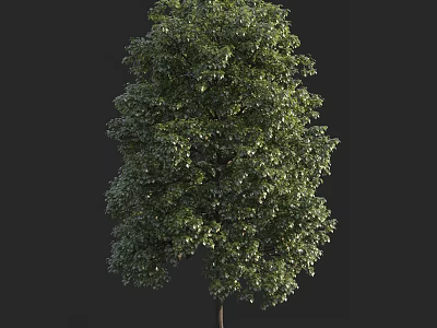 Lush Green Arbor With Dense Foliage And Brown Trunk On Dark Background 3d model