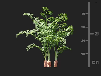 Healthy Carrot Plants with Green Leafy Tops Orange Roots and Growth Height Measurement 3d model