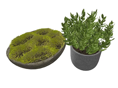 Bonsai Potted Plants with Green Moss and Leafy Foliage in Round Container and Gray Pot 3d model