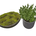 Bonsai Potted Plants with Green Moss and Leafy Foliage in Round Container and Gray Pot