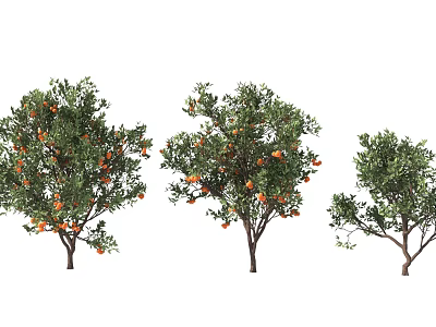 Three Different Size Fruit Trees With Orange Fruits And Green Leaves 3d model