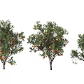 Three Different Size Fruit Trees With Orange Fruits And Green Leaves