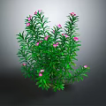 Green Plant With Slender Green Leaves And Pink Flowers On Gray Background