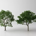 Two Arbor Trees With Lush Green Foliage Full Canopy And Strong Trunks 3d model