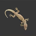 Pale Reptile Gecko With Smooth Skin Resting On Black Surface Showing Reflection