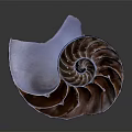 Elegant Nautilus Shell Decorative Ornament Set With Spiral Design And Natural Texture For Home Decor