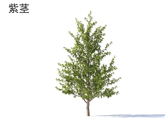 Plants of small trees with purple stems 3d model