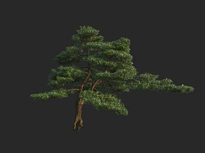 Lush Green Arbor With Thick Trunk Healthy Foliage And Exposed Roots 3d model