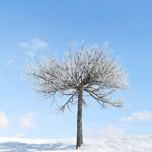 The Modern Tree 3d model