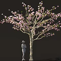 Beautiful Tree With Pink Blossoms And Person Wearing Hat Standing Below