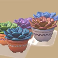 Colorful Succulent Plants in Decorative Pots on Transparent Tray for Indoor Garden Decoration