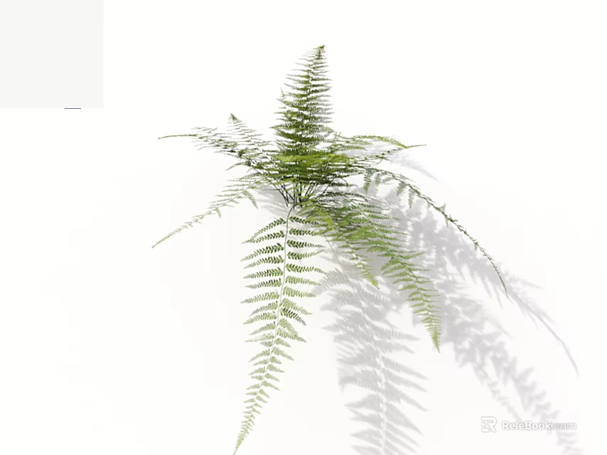 Green Fern Plant with Long Slender Feathery Leaves on White Background Casting Soft Natural Shadow 3d model 