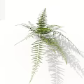 Green Fern Plant with Long Slender Feathery Leaves on White Background Casting Soft Natural Shadow