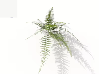 Green Fern Plant with Long Slender Feathery Leaves on White Background Casting Soft Natural Shadow 3d model
