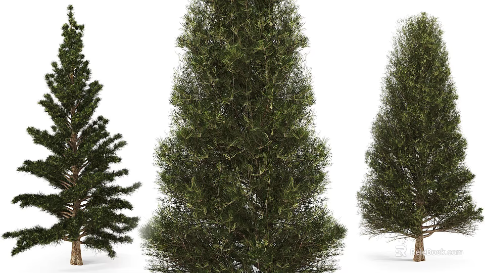Three Tall Arbor Trees with Lush Green Foliage and Thick Trunks 3d model 