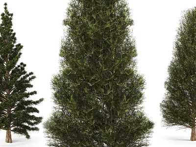 Three Tall Arbor Trees with Lush Green Foliage and Thick Trunks 3d model