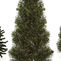 Three Tall Arbor Trees with Lush Green Foliage and Thick Trunks